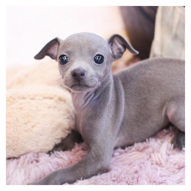 이탈리안그레이하운드분양