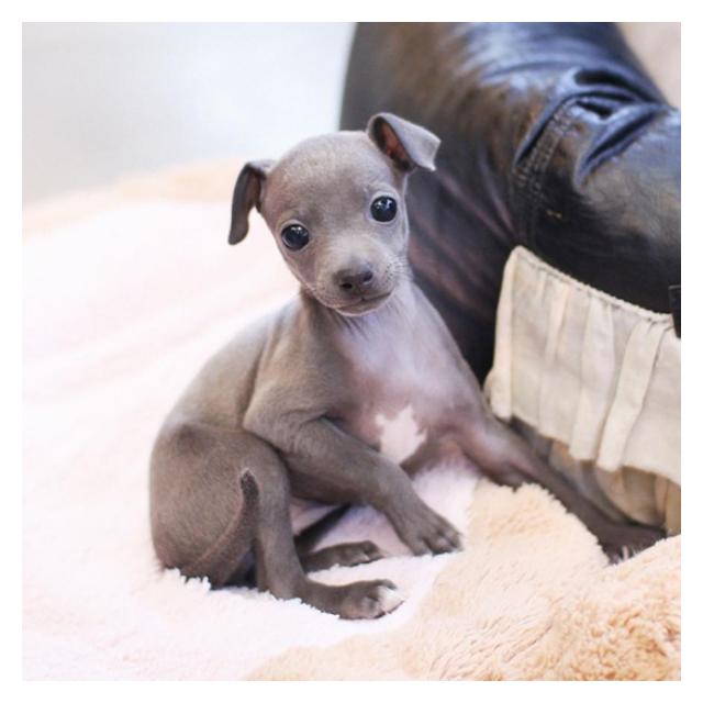 이탈리안그레이하운드분양