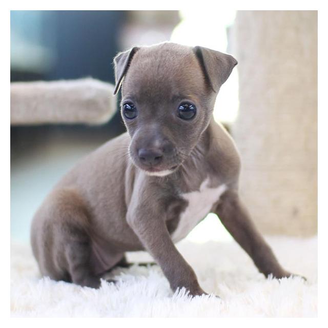 이탈리안그레이하운드분양