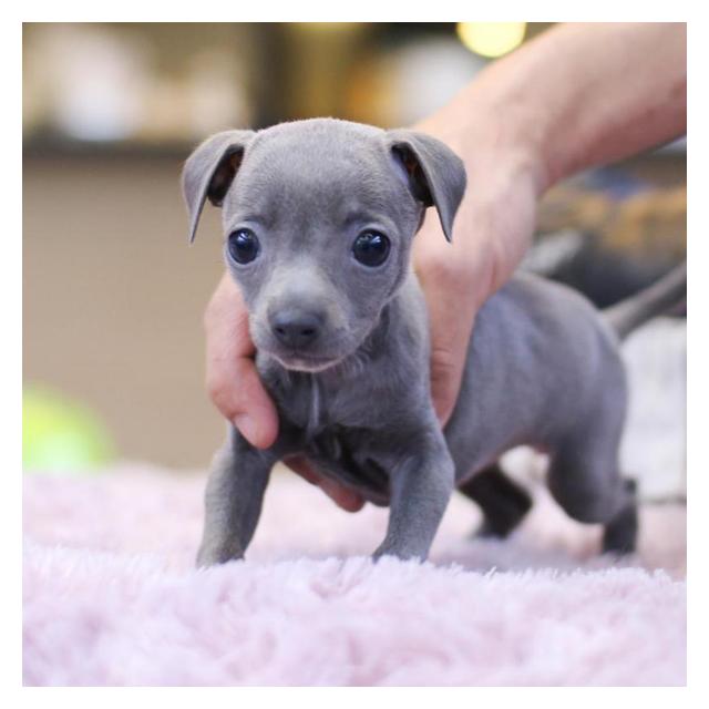 이탈리안그레이하운드 2개월령 남아