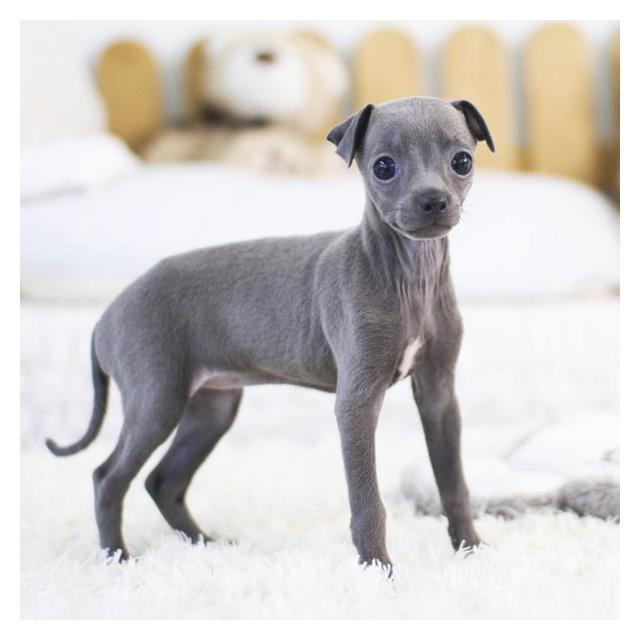 그레이하운드 2개월령 여아