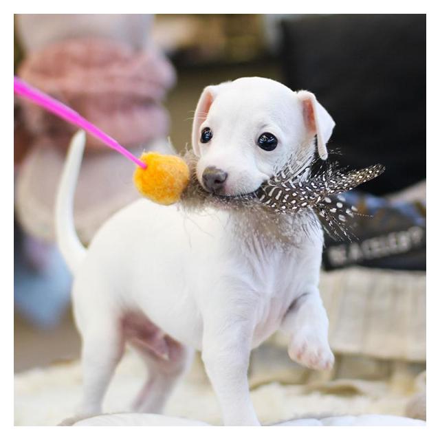 그레이하운드 2개월령 여아