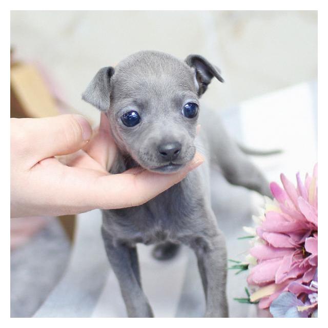 이탈리안그레이하운드 2개월령 남아