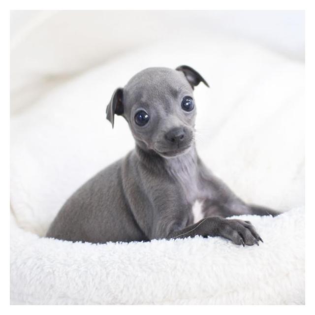 이탈리안그레이하운드 2개월령 여아