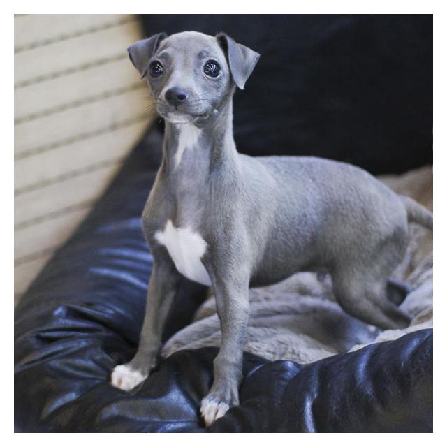 이탈리안그레이하운드 2개월령 여아